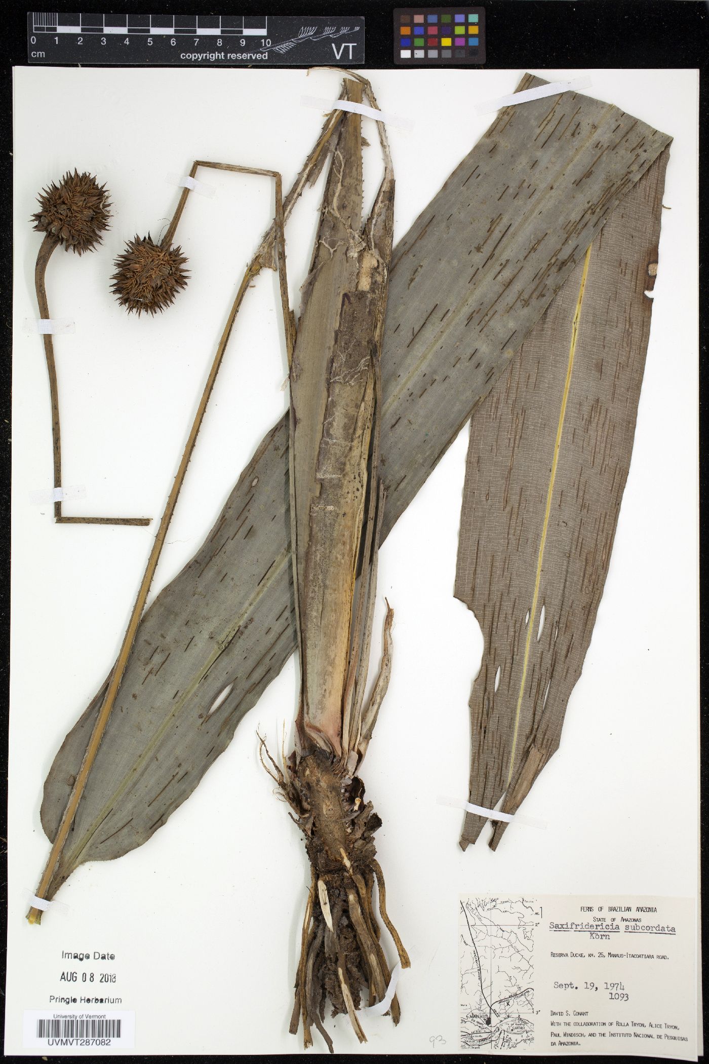 Rapateaceae image
