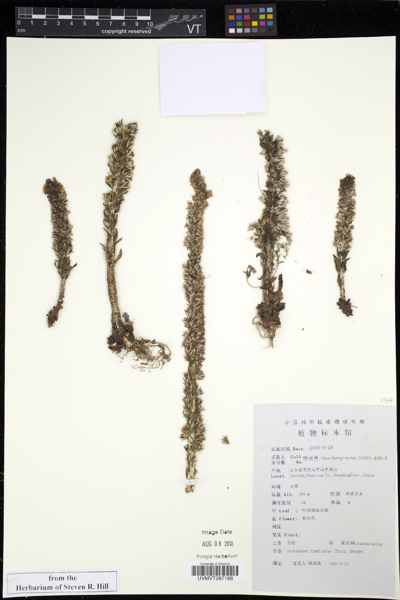 Orostachys fimbriata image