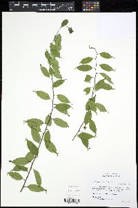 Media resource of Phyllonoma laticuspis