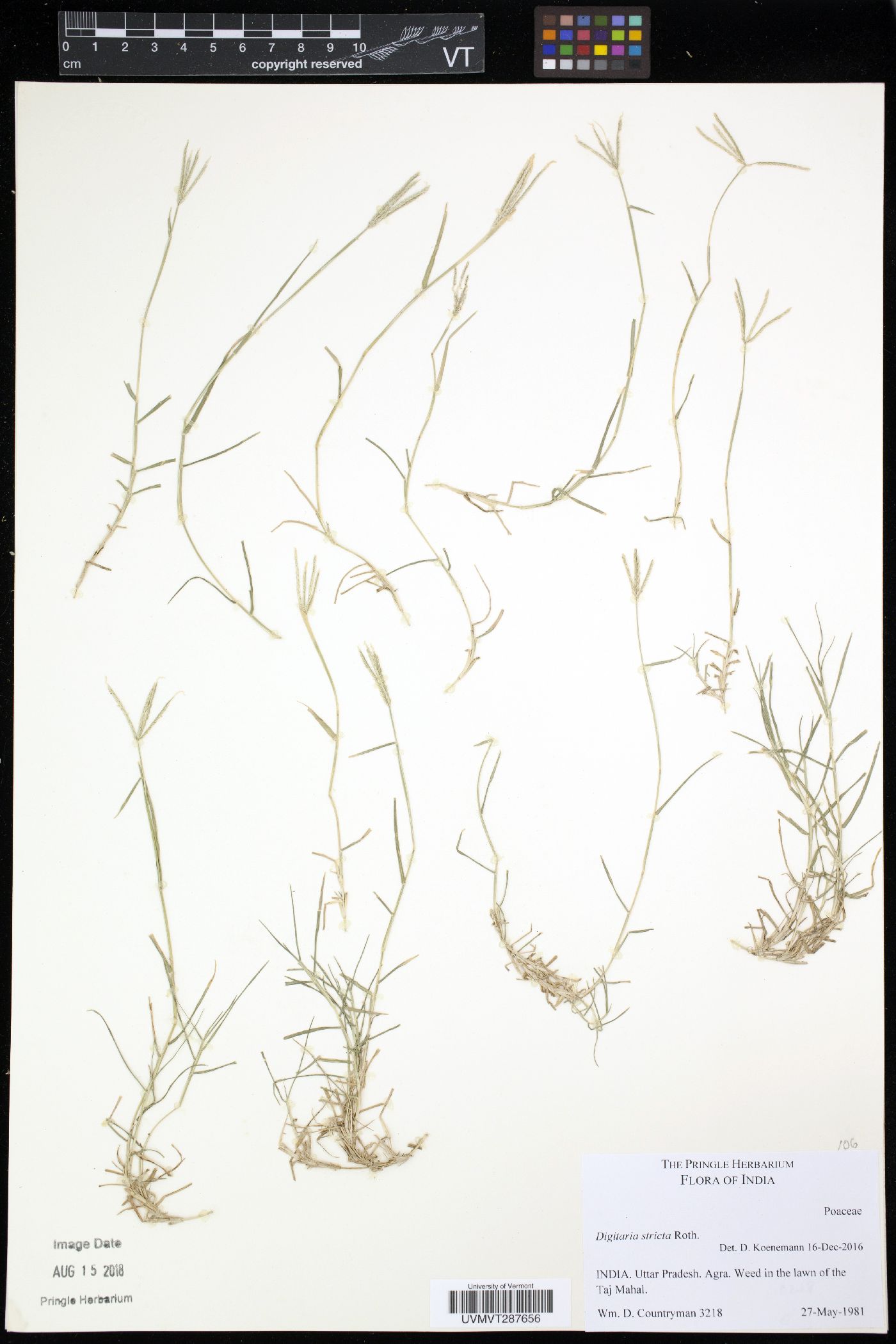 Digitaria stricta image