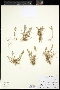Pennisetum glaucum image