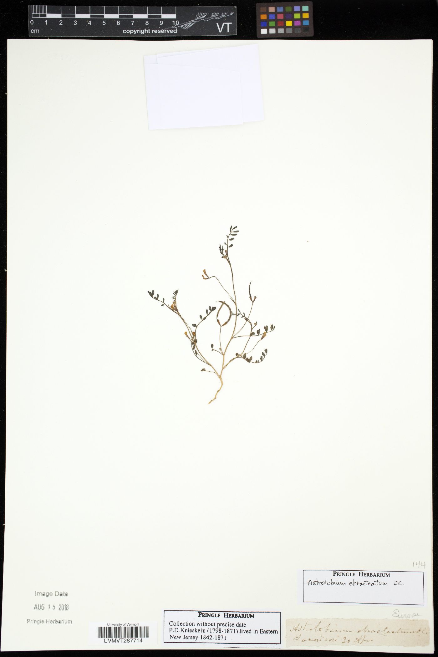 Astrolobium image
