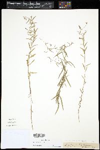 Palustricodon aparinoides image