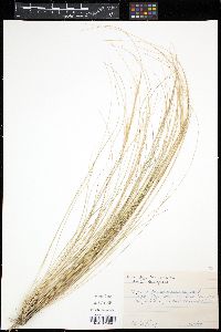 Nassella tenuissima image