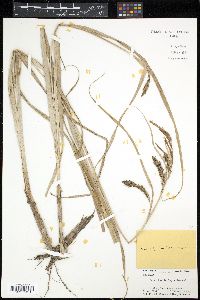 Carex hyalinolepis image