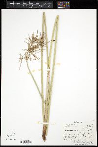 Cyperus articulatus image