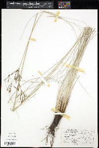 Fimbristylis thermalis image