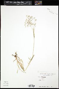 Briza minor image
