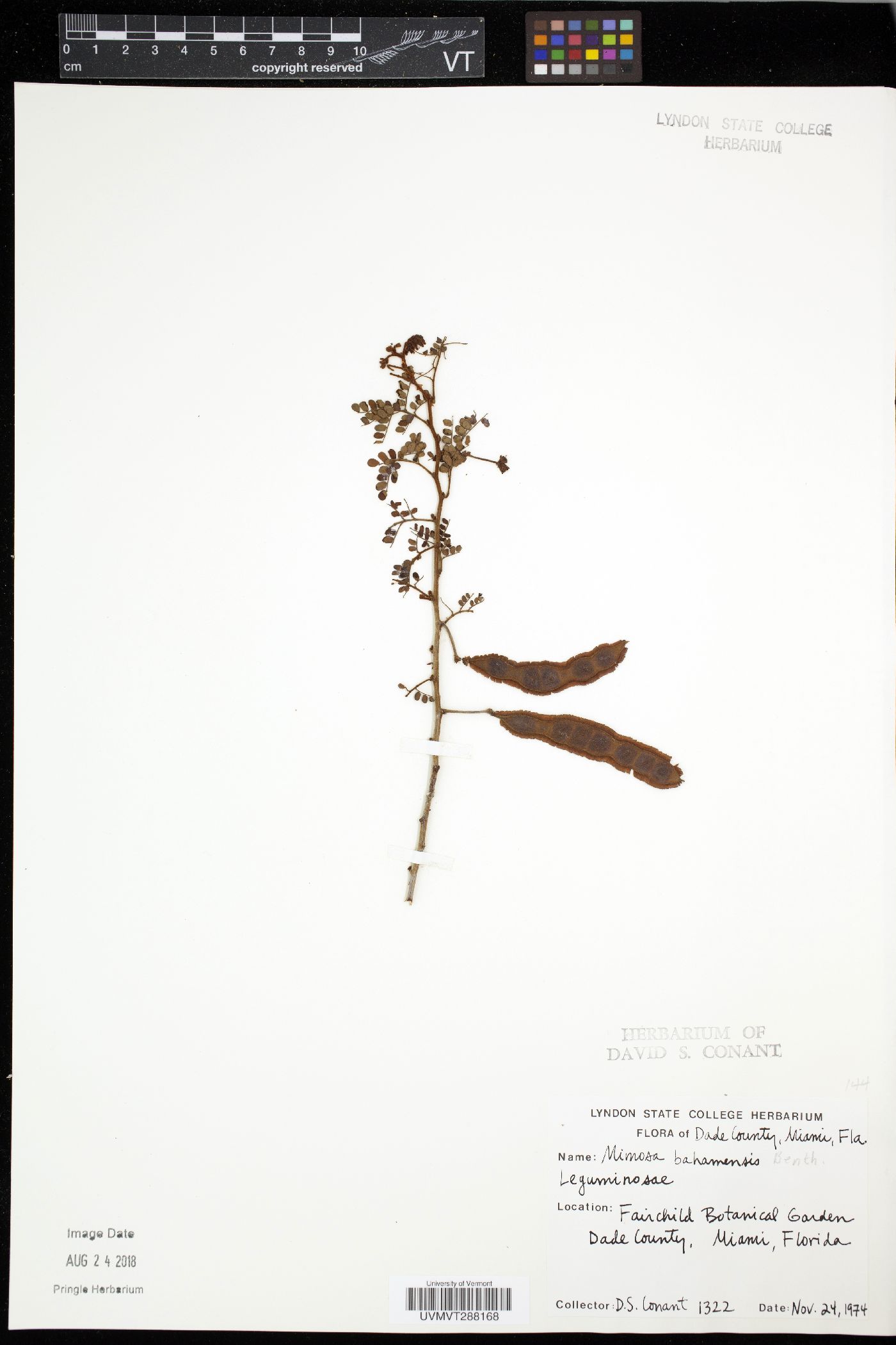 Mimosa bahamensis image