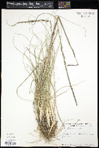 Media resource of Sporobolus poiretii