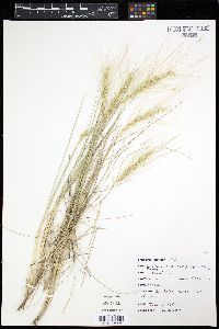 Elymus elymoides subsp. elymoides image