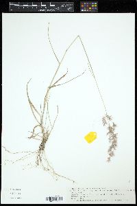 Melinis repens image
