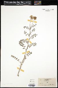 Securigera varia image