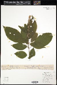 Oxydendrum arboreum image