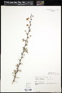 Vachellia farnesiana image
