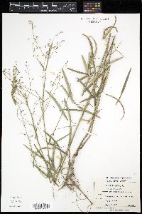 Desmodium tenuifolium image