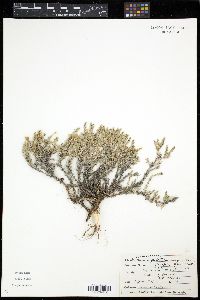 Linanthus pungens image