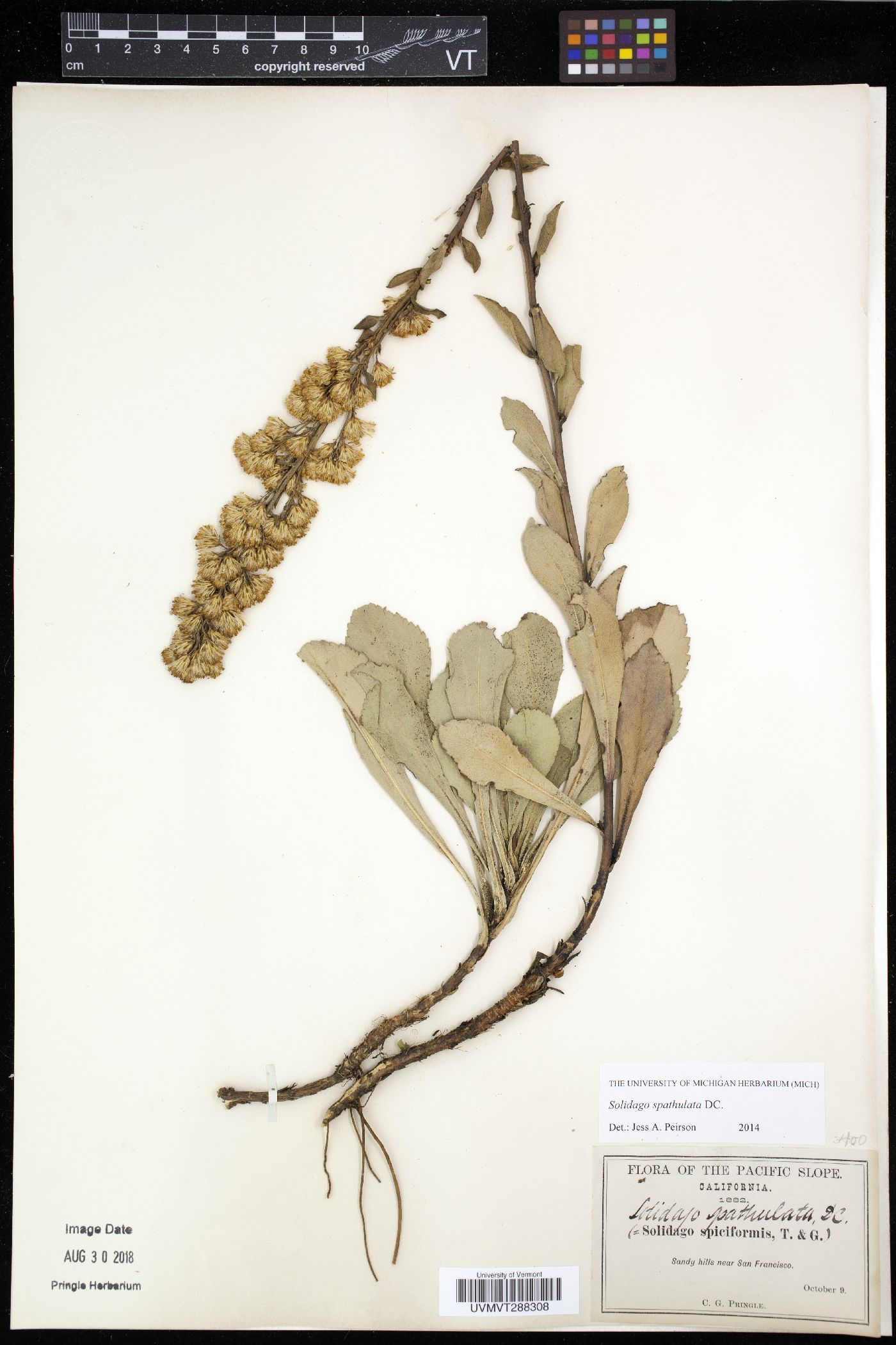 Solidago spathulata image