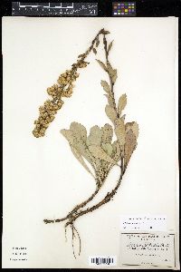 Solidago spathulata image