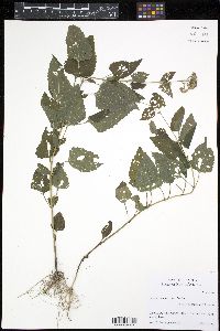 Fleischmannia incarnata image