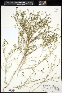 Deinandra lobbii image