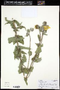 Helianthus mollis image