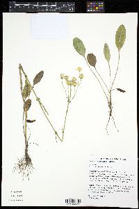 Packera paupercula image