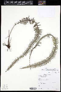 Mycopteris semihirsuta image