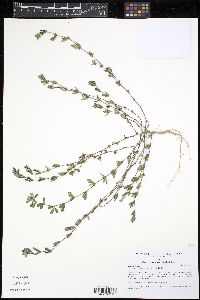 Kummerowia striata image