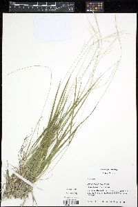 Dichanthelium linearifolium image