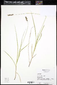 Carex spicata image