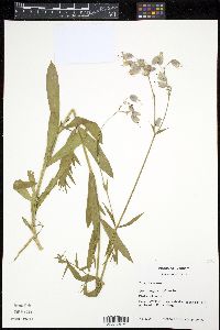 Silene vulgaris image