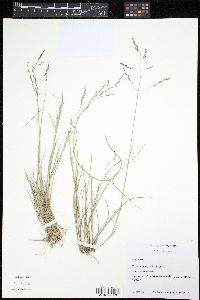 Eragrostis frankii image