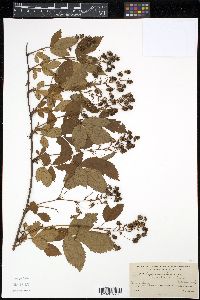 Rubus canadensis image