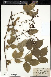 Rubus canadensis image