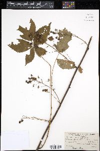 Rubus canadensis image