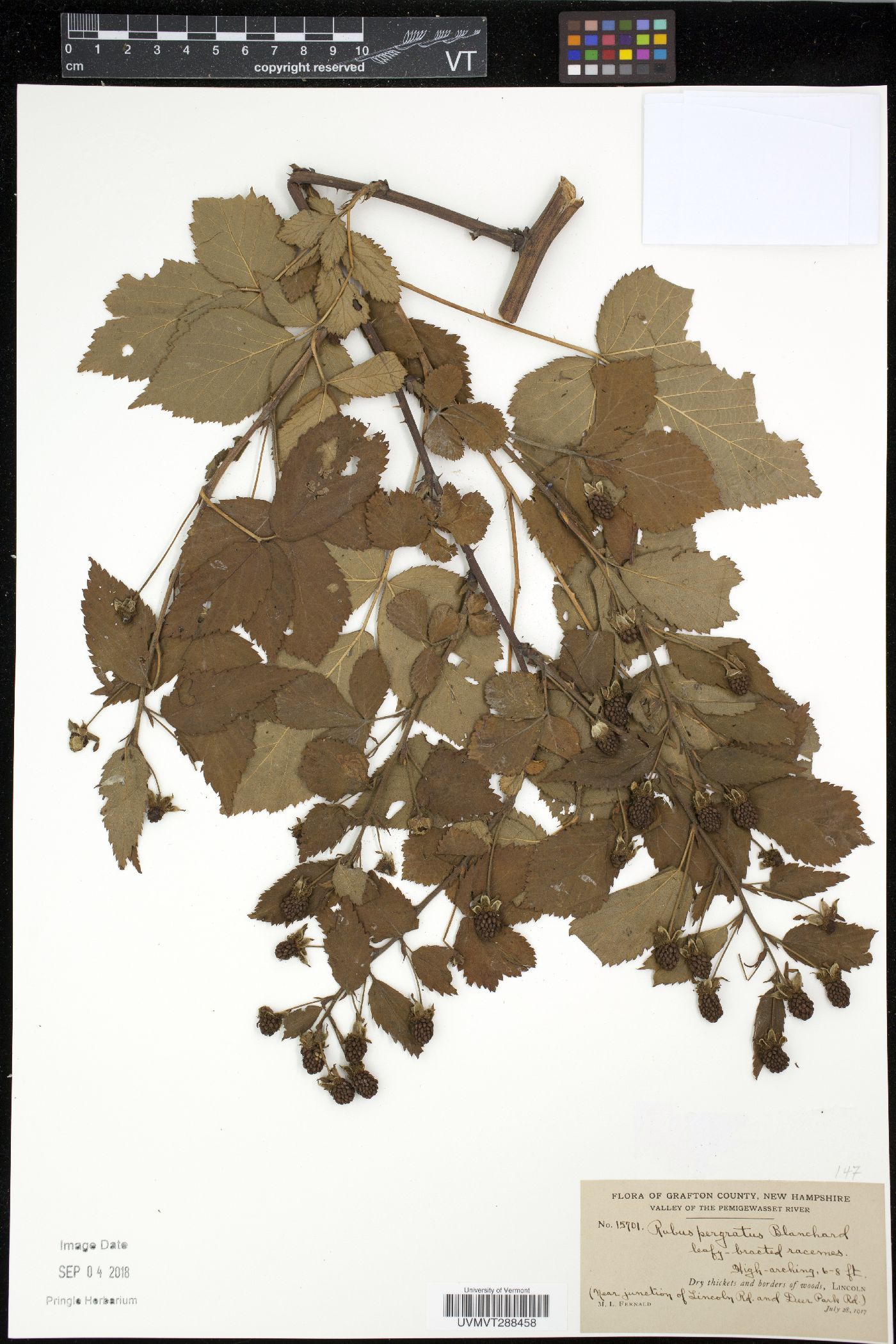 Rubus × pergratus image