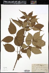 Rubus × pergratus image