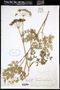 Conioselinum chinense image