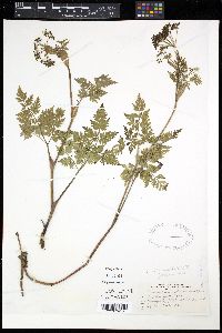 Conioselinum chinense image