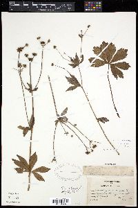 Sanicula marilandica image