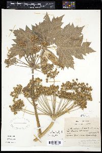 Heracleum maximum image
