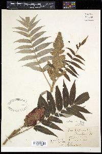 Rhus typhina image