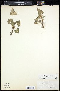 Viola triloba image