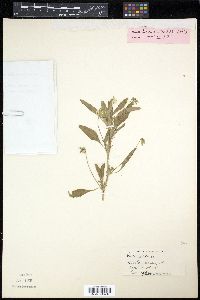 Viola elatior image