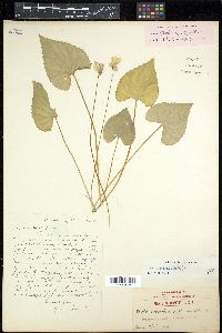 Viola communis image