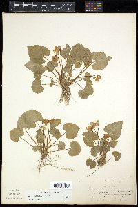 Viola dicksonii image