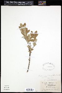 Lonicera caerulea image