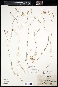 Dianthus deltoides image