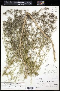 Gypsophila paniculata image